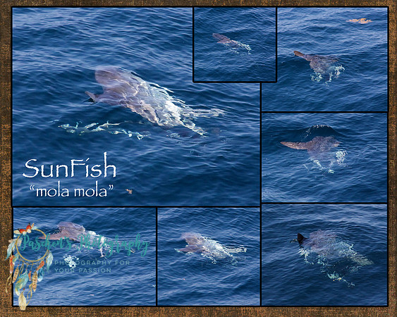Sunfish collage_edited-1